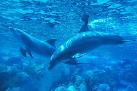 2-tägiger Schnorchelausflug mit Delfinschwimmen und Übernachtung